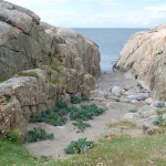 Strandkål Långeskär Fjällbacka skärgård