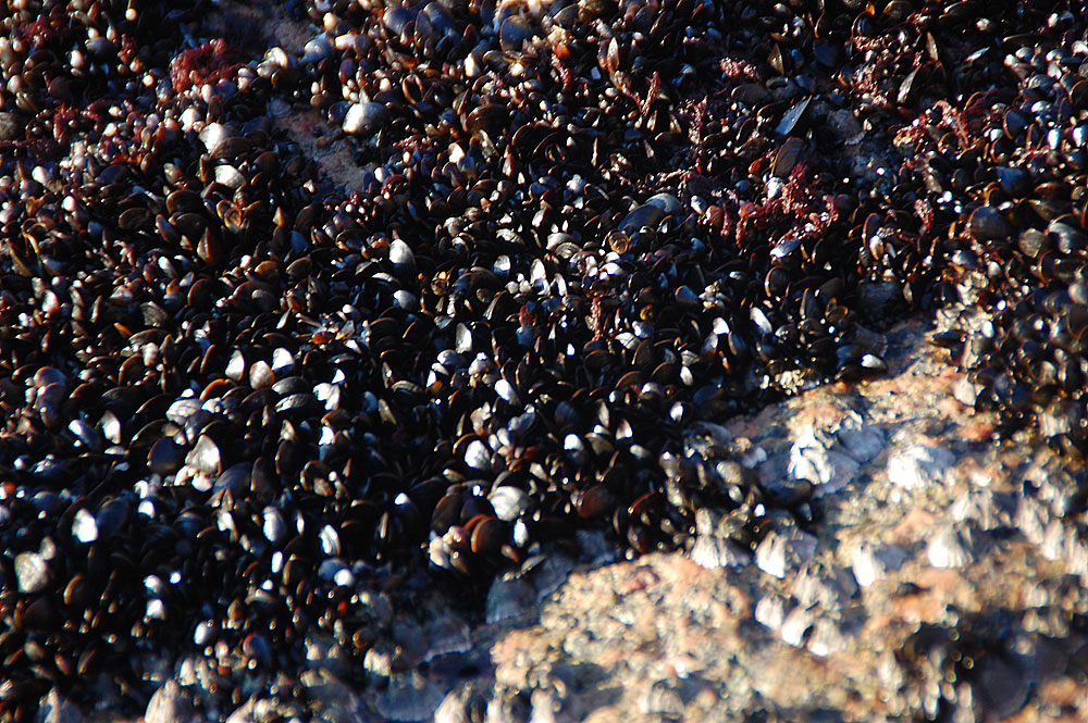 Musslor i vinterljus granit