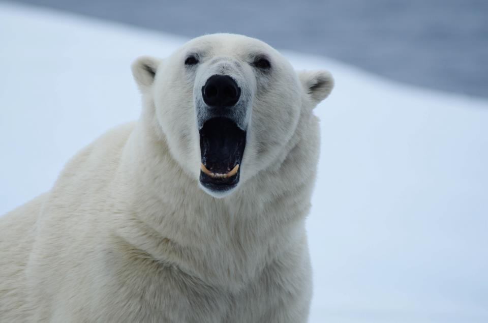 Polar bear Svalbard Photo: Jens Wikström