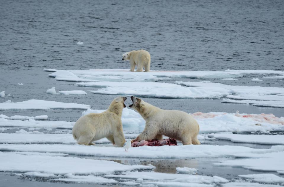 Polar bears Svalbard Photo: Jens Wikström